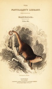 Sulawesin karhukukku, Ailurops ursinus. ,1841 (kaiverrus)