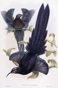 Epimachus Elliotti, Ward, n. 1891-1898 tekijältä William Hart