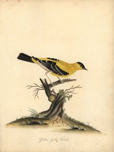 Amerikkalainen kultavarpu, Carduelis tristis. (Keltainen kultavarpu, Fringilla tristis) Käsinvärinen kuparikaiverrus William Hayesin kuvituksesta Harvinaisten ja uteliaiden lintujen muotokuvista Osterly Parkin eläintarhasta.