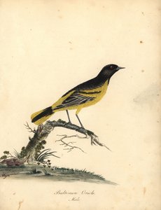 Baltimore oriole, Icterus galbula. (Baltimore oriole, Oriolus baltimore) Käsinvärinen kuparikaiverrus Matilda Hayesin kuvituksesta William Hayesin Harvinaisten ja uteliaiden lintujen muotokuvista Osterly Parkin eläintarhasta Lontoossa: Bulmer