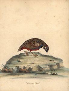 Sinirintaviiriäinen, Coturnix chinensis. (Kiinalainen viiriäinen, Tetrao chinensis) Käsinvärinen kuparikaiverrus William Hayesin kuvituksesta Harvinaisten ja uteliaiden lintujen muotokuvista Osterly Parkin eläintarhasta, Lontoo: Bulmer