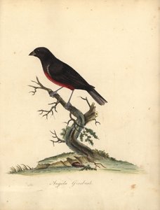 Kastanjavatsapeippo, Oryzoborus angolensis. (Angola grosbeak, Loxia angolensis) Käsinvärinen kuparikaiverrus William Hayesin kuvituksesta Harvinaisten ja uteliaiden lintujen muotokuvista Osterly Parkin eläintarhasta, Lontoo: Bulmer tekijältä William Hayes