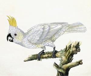 Kakadu, 1779 tekijältä William Hayes