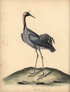 Tavallinen nosturi, Grus grus. (Ardea grus) Käsinvärinen kuparikaiverrus William Hayesin kuvituksesta Harvinaisten ja uteliaiden lintujen muotokuvista Osterly Parkin eläintarhasta. tekijältä William Hayes