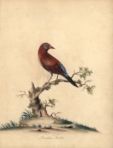 Lestikali, Uraeginthus granatinus, kotoisin Afrikasta. (Brasilian peippo, Fringilla granatina) Käsinvärinen kuparikaiverrus William Hayesin kuvituksesta Harvinaisten ja uteliaiden lintujen muotokuvista Osterly Parkin eläintarhasta, Lontoo: Bu tekijältä William Hayes