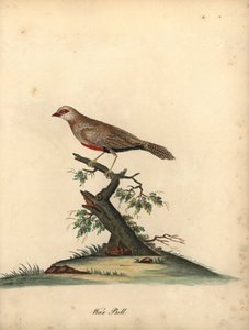 Tavallinen vahanokka, Estrilda astrilld. (Loxia astreld) Käsinvärinen kuparikaiverrus William Hayesin kuvituksesta Harvinaisten ja uteliaiden lintujen muotokuvista Osterly Parkin eläintarhasta. tekijältä William Hayes