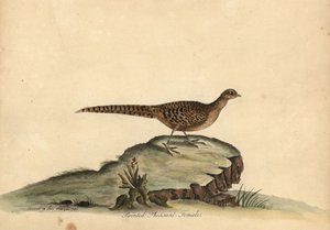 Kultainen tai kiinalainen fasaani, Chrysolophus pictus, naaras. (Maalattu fasaani, Phasianus pictus) Käsinvärinen kuparikaiverrus Ann ja Emily Hayesin kuvituksesta William Hayesin Harvinaisten ja uteliaiden lintujen muotokuvista Osterlyn eläintarhasta