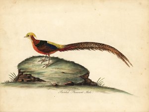 Kultainen tai kiinalainen fasaani, Chrysolophus pictus, uros. (Maalattu fasaani, Phasianus pictus) Käsinvärinen kuparikaiverrus William Hayesin kuvituksesta Harvinaisten ja uteliaiden lintujen muotokuvista Osterly Parkin eläintarhasta, Lontoo: Bulmer tekijältä William Hayes