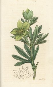 Vihreä hellebore, Helleborus viridis. Käsinvärinen kuparikaiverrus James Sowerbyltä James Smith