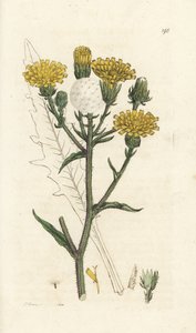 Hawkweed härän kieli, Picris hieracioides. Käsinvärinen kuparikaiverrus James Sowerbyltä James Smith