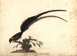 Pitkähäntäparatiisi Whydah, Vidua paradisaea, uros. (Punarintainen pitkähäntäpeippo, Emberiza paradisaea) Käsinvärinen kuparikaiverrus William Hayesin kuvituksesta Harvinaisten ja uteliaiden lintujen muotokuvista Osterly Parkin eläintarhasta, Lo tekijältä William Hayes