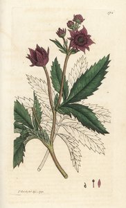 Marsh cinquefoil, Comarum marsh. Käsinvärinen kuparikaiverrus James Sowerbyltä James Smith