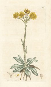 Vuorikirppujuuri, Tephroseris integrifolia (Cineraria integrifolia). Käsinvärinen kuparikaiverrus James Sowerbyltä James Smith