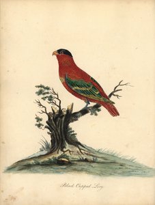 Puhdasnaped lory, Lorius domicella. Uhanalainen. Mustahattuinen lory, Psittacus domicilla. Käsinvärinen kuparikaiverrus William Hayesin kuvituksesta Harvinaisten ja uteliaiden lintujen muotokuvista Osterly Parkin eläintarhasta (Lontoo: Bulmer) tekijältä William Hayes