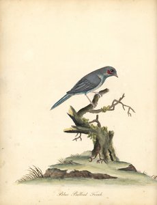 Red-cheeked cordonbleu, Uraeginthus bengalus. (Sinivatsapeippo, Fringilla benghalus.) Käsinvärinen kuparikaiverrus William Hayesin kuvituksesta Harvinaisten ja uteliaiden lintujen muotokuvista Osterly Parkin eläintarhasta (Lontoo: Bulmer) tekijältä William Hayes