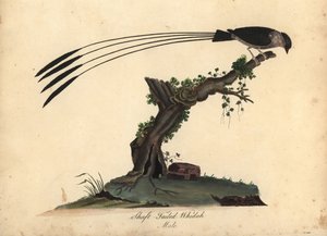 Varsipyrstö Whydah, Vidua regia. (Shaft-tailed whidah, Emberiza regia) Käsinvärinen kuparikaiverrus William Hayesin ja hänen tyttärensä M:n (Matilda) kuvituksesta Harvinaisten ja uteliaiden lintujen muotokuvista Osterly Parkin eläintarhasta Lontoossa: tekijältä William Hayes