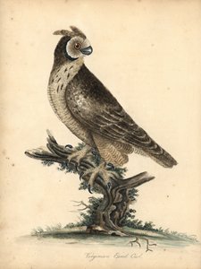Pöllö, Asio flammeus. (Virginian korvapöllö) Käsinvärinen kuparikaiverrus William Hayesin ja hänen tyttärensä M:n (Matilda) kuvituksesta Harvinaisten ja uteliaiden lintujen muotokuvista Osterly Parkin eläintarhasta Lontoossa: Bulmer tekijältä William Hayes