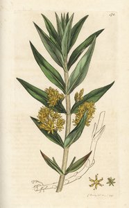 Tuftainen löysälaji, Lysimachia thyrsiflora. Käsinvärinen kuparikaiverrus James Sowerbyltä James Smith