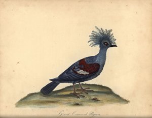 Länsikruunakyyhkynen, Goura cristata. (Suuri kruunattu intialainen kyyhkynen, Columba coronata). Haavoittuvainen. Käsinvärinen kuparikaiverrus William Hayesin kuvituksesta Harvinaisten ja uteliaiden lintujen muotokuvista Osterly Parkin eläintarhasta (Lonto