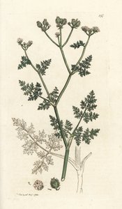 Valkoinen pitsikukka, Orlaya grandiflora (Small caucalis tai basard persilja, Caucalis daucoides). Käsinvärinen kuparikaiverrus James Sowerbyltä James Smith
