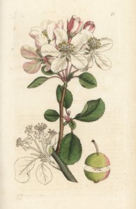 Villi omena tai rapupuu, Malus domestica (Pyrus malus). Käsinvärinen kuparikaiverrus James Sowerbyltä James Smith