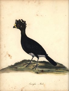 Keltanuppukurassow, Crax daubentoni, uros. (Curasso, Crax globicera) Lähes uhattuna. Käsinvärinen kuparikaiverrus C. Hayesin kuvituksesta William Hayesin Harvinaisten ja uteliaiden lintujen muotokuvista Osterly Parkin eläintarhasta (Lontoo: