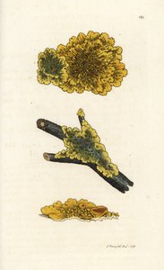 Keltainen seinäjäkälä, Lichen parietinus. Käsinvärinen kuparikaiverrus James Sowerbyltä James Smith