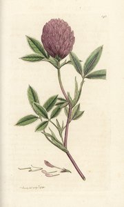 Siksak-apila tai apila, Trifolium medium. Käsinvärinen kuparikaiverrus James Sowerbyltä James Smith