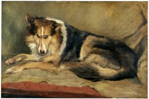 Collie koira
