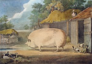 Leicester-emakko, 2-vuotias, Samuel Wileyn omaisuutta