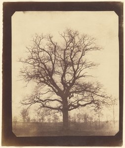 [Tammi talvella] tekijältä William Henry Fox Talbot