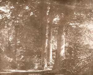 Beech Trees, Lacock Abbey, n. 1844 (seepiakuva) tekijältä William Henry Fox Talbot