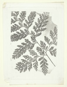 Saniaisen oksa tekijältä William Henry Fox Talbot