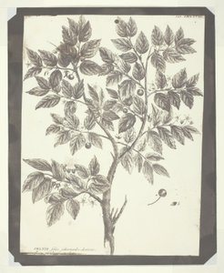 Kopio "Celtisin" kasvitieteellisestä kaiverruksesta tekijältä William Henry Fox Talbot