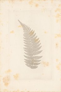 [Far] tekijältä William Henry Fox Talbot