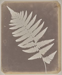  tekijältä William Henry Fox Talbot
