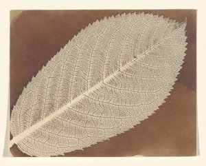  tekijältä William Henry Fox Talbot