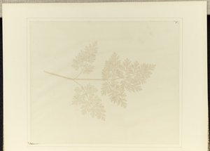 Kasvin lehti tekijältä William Henry Fox Talbot