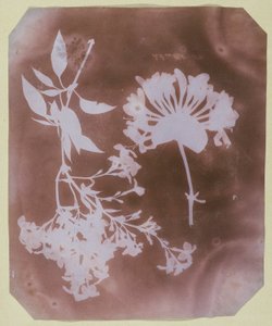 Kaksi kasvinäytettä tekijältä William Henry Fox Talbot