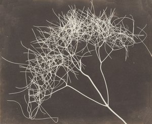 [Villi fenkoli], 1841-42.