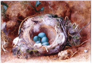 Linnunpesä, noin 1825-1850 (akvarelli ja guassi) tekijältä William Henry Hunt