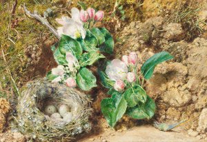 Linnunpesä ja omenankukka (wc kortilla) tekijältä William Henry Hunt