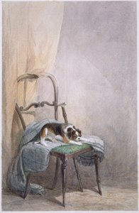 Koiran tutkimus tuolilla (akvarelli paperille) tekijältä William Henry Hunt