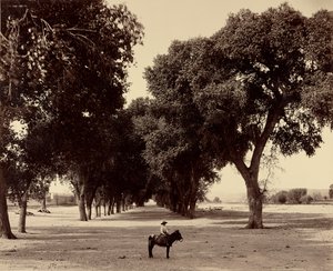 [Calle de Guadalupe, Chihuahua, Meksiko] tekijältä William Henry Jackson