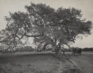 Oak Grove lähellä Pasadenaa, Kaliforniassa