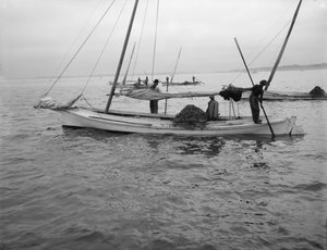 Oysterin ruoppaus. noin 1890-1910 tekijältä William Henry Jackson