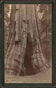 Smithsin mökki tekijältä William Henry Jackson