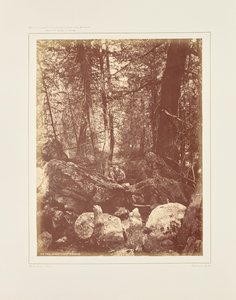 Polku metsässä, Gallatin Cañonissa tekijältä William Henry Jackson