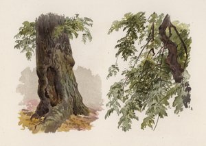 Puut: Tuhka (väri litho)