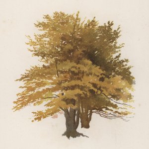 Puut: Pyökki (väri litho)
